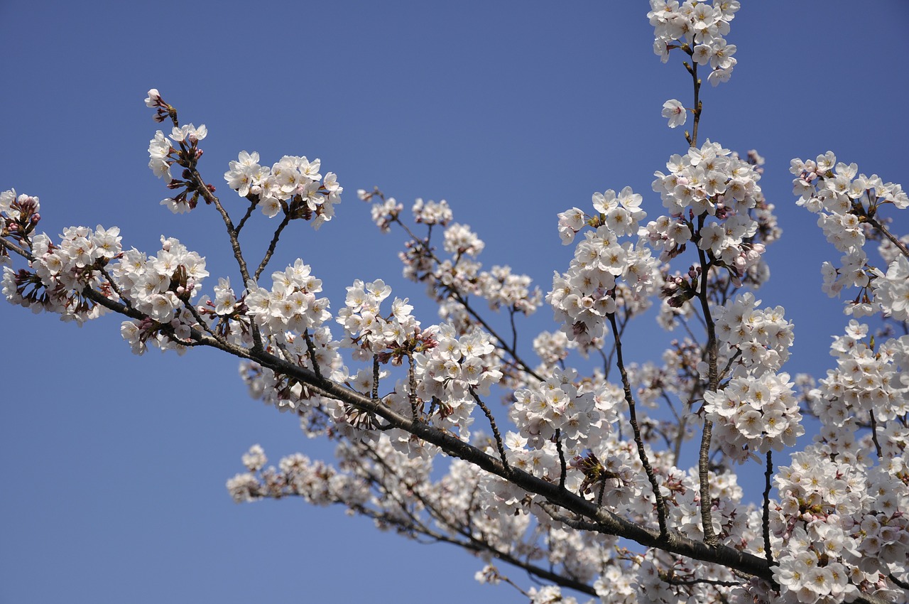 cherry tree japan flowers free photo