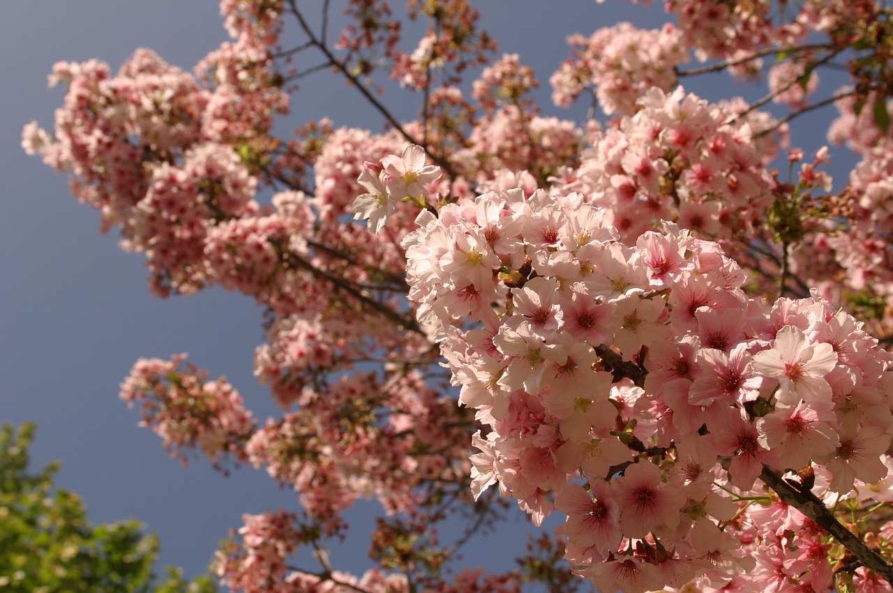 cherry tree cherry tree blossom cherry free photo