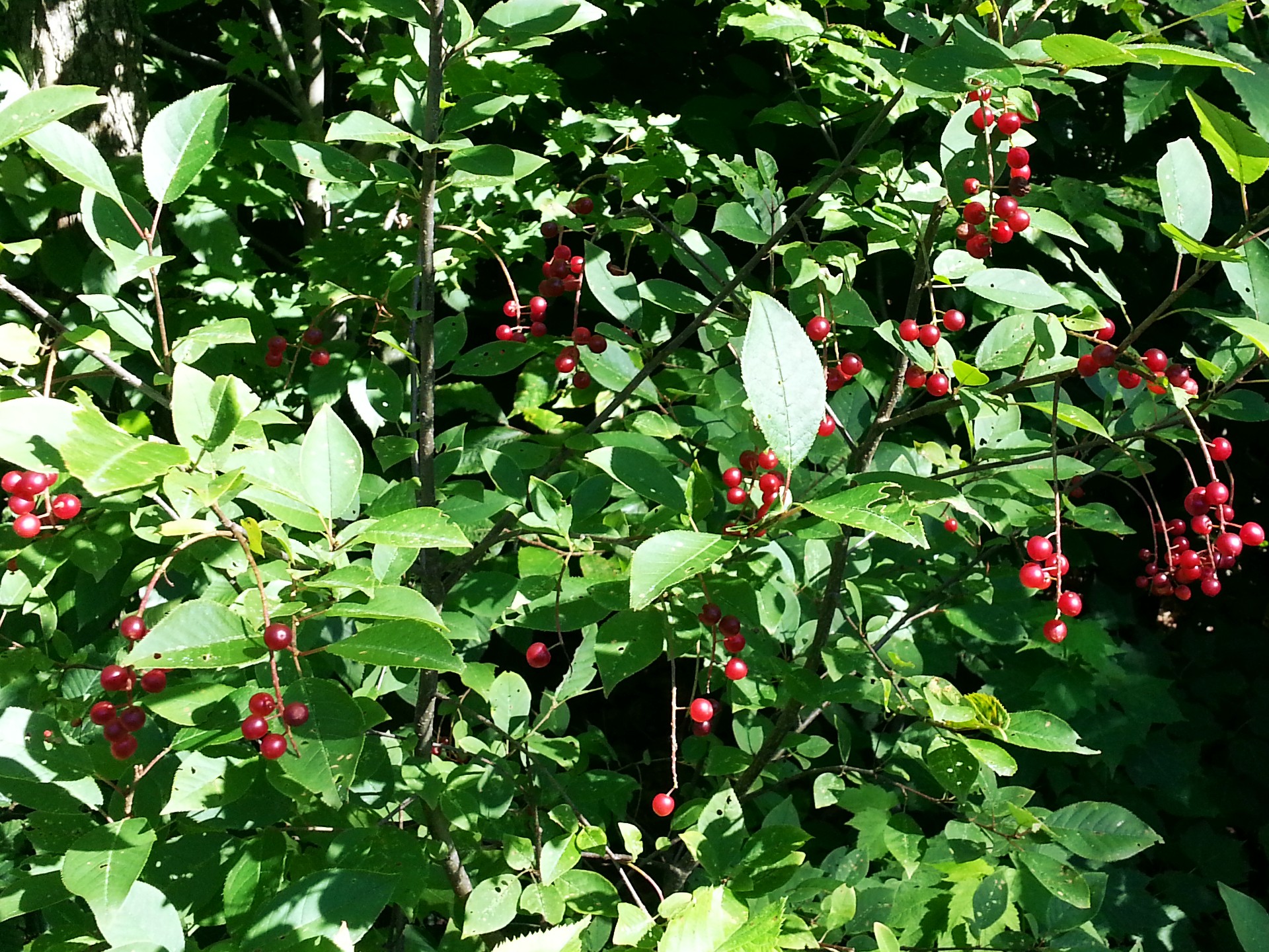 cherries cherry tree free photo