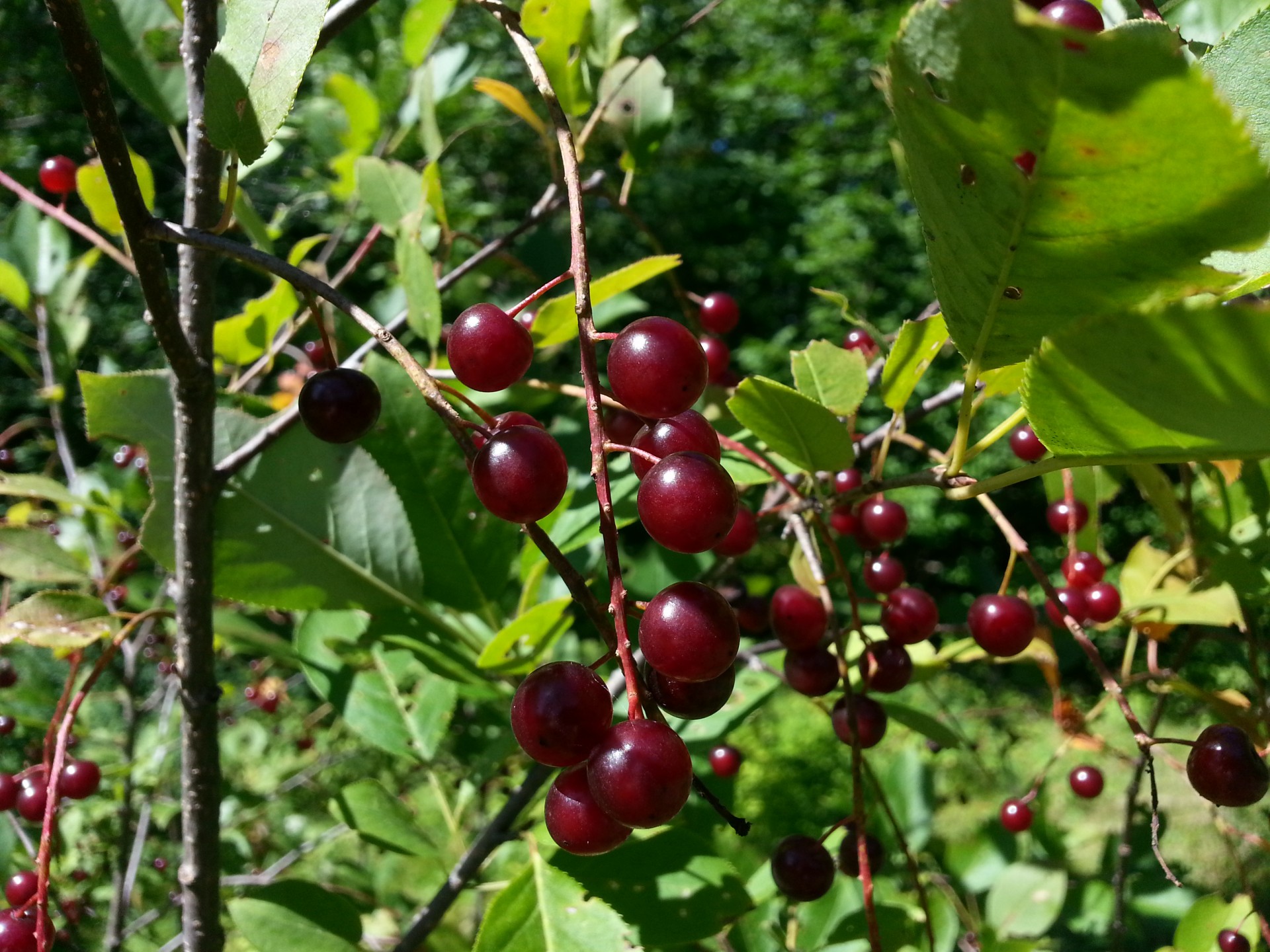 cherries cherry tree free photo