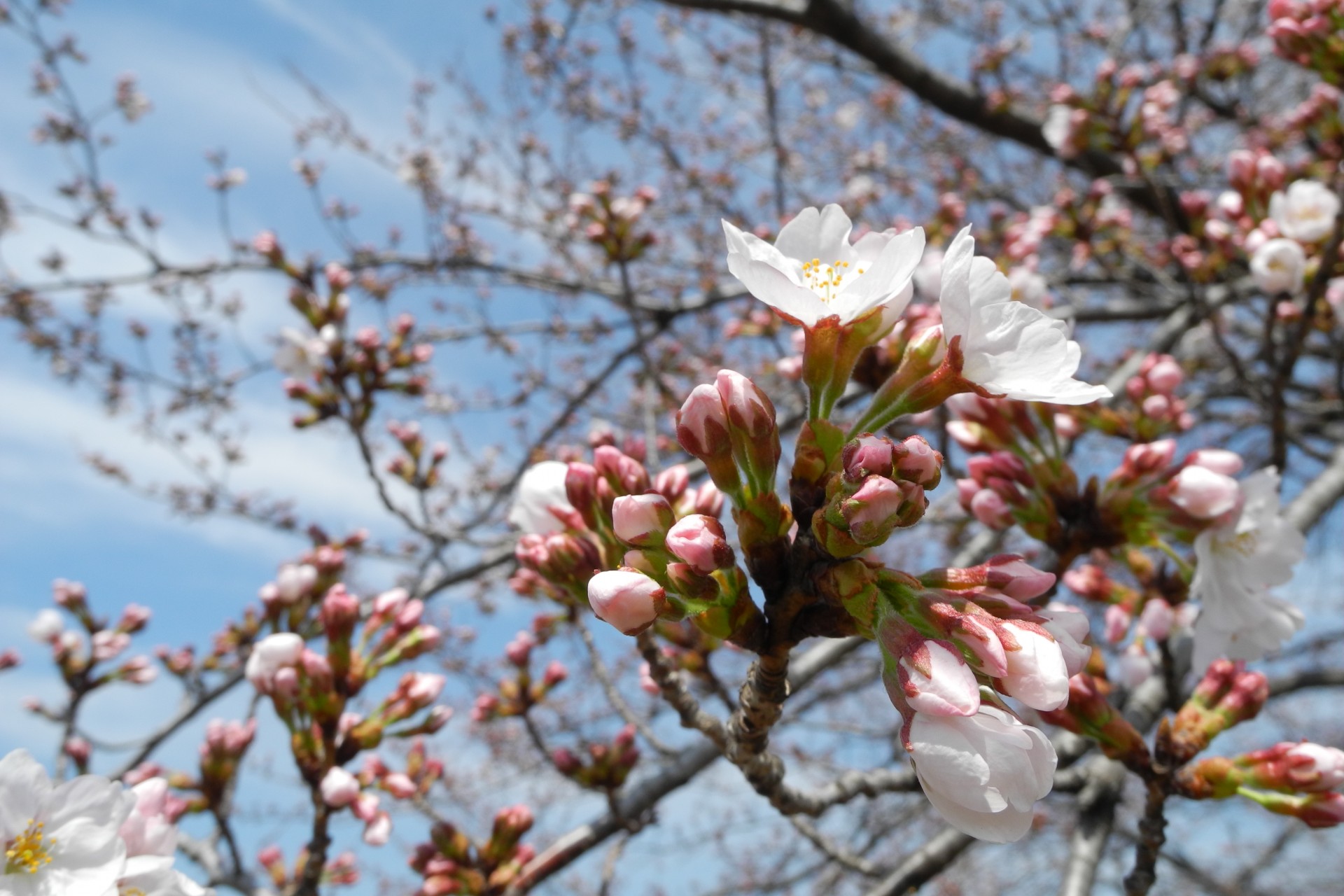 cherry tree sakura japan free photo