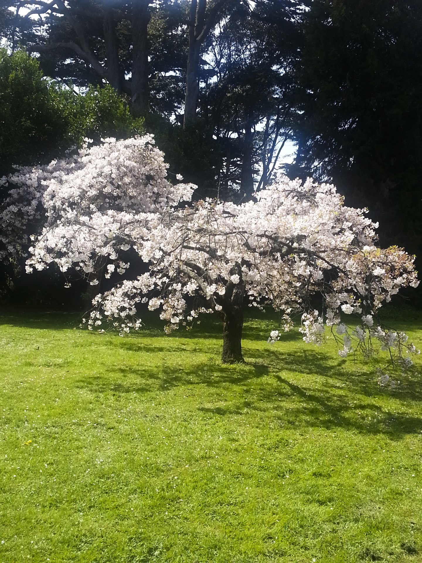 tree meadow cherry free photo