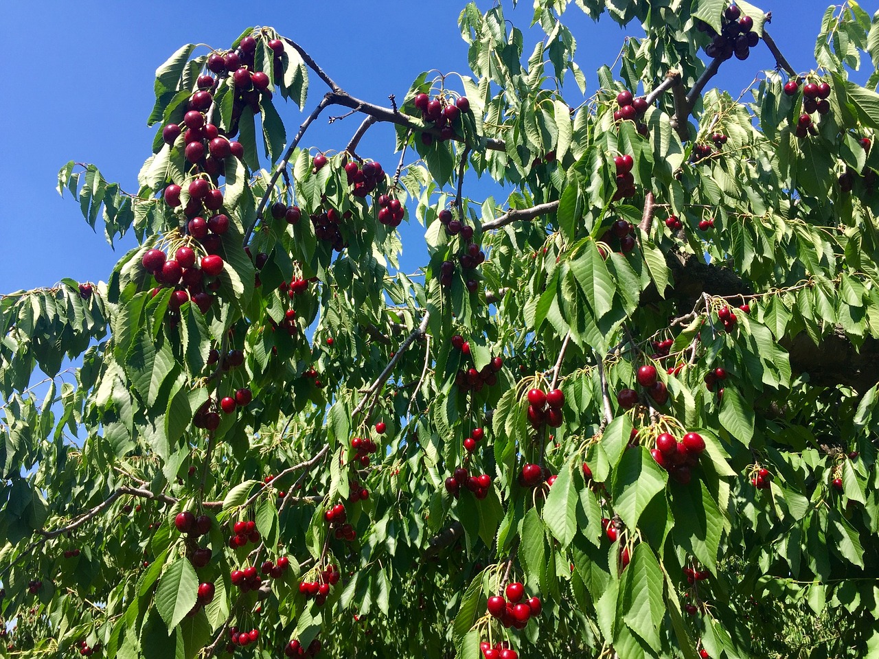 cherry tree cherries fruits free photo