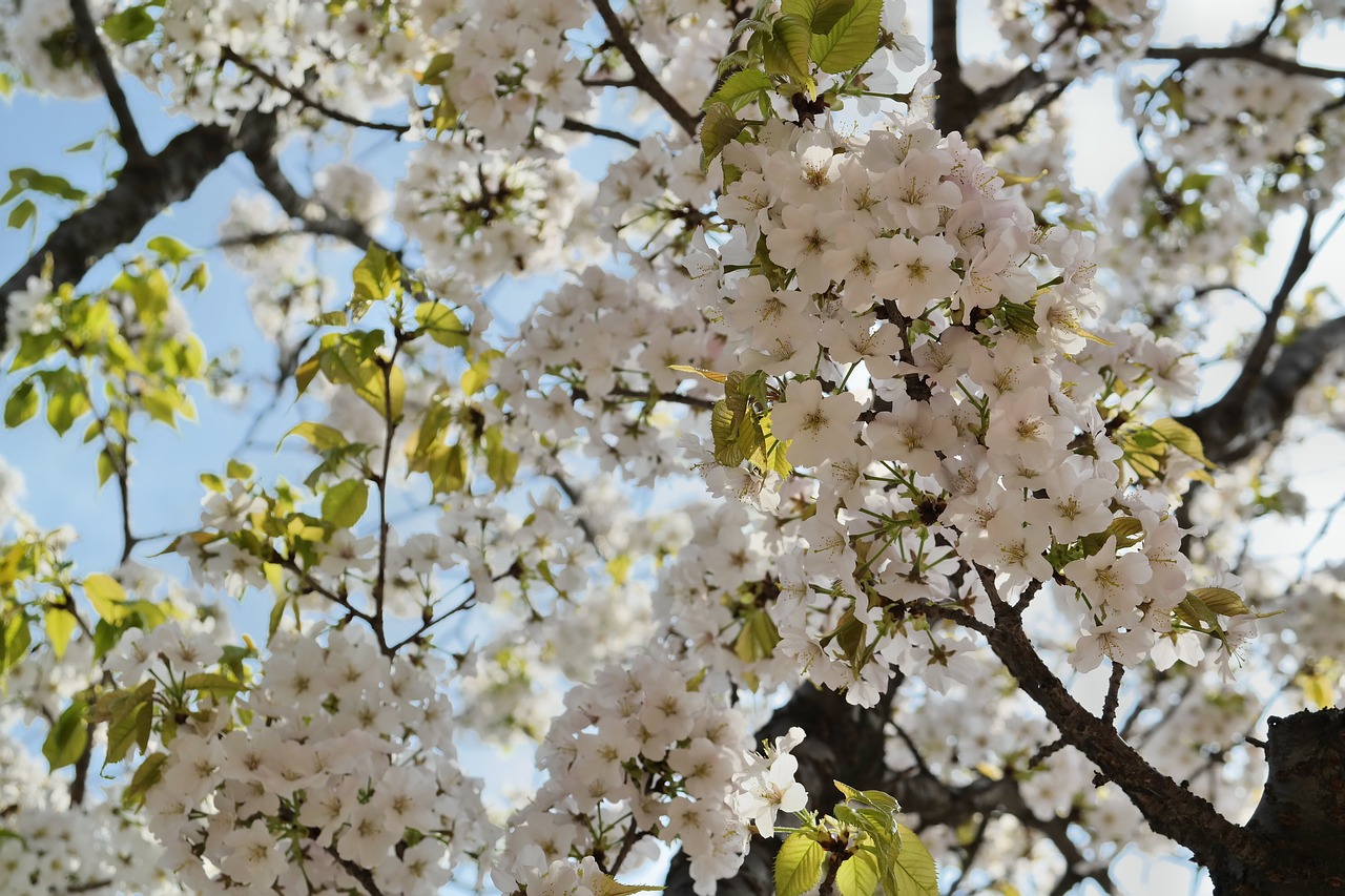 cherry tree cherry blossom spring flowers free photo