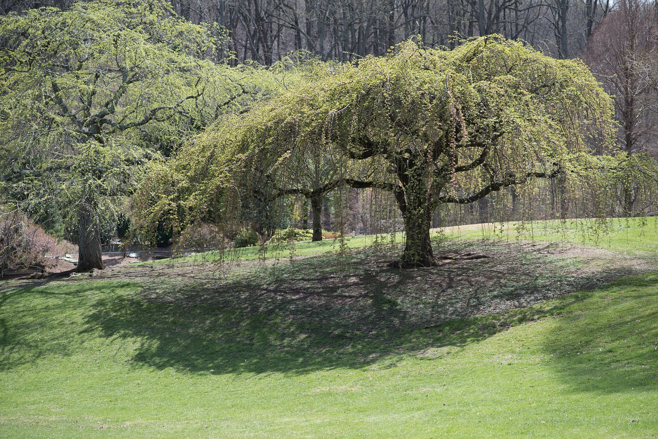 cherry tree sherwood gardens flowers free photo