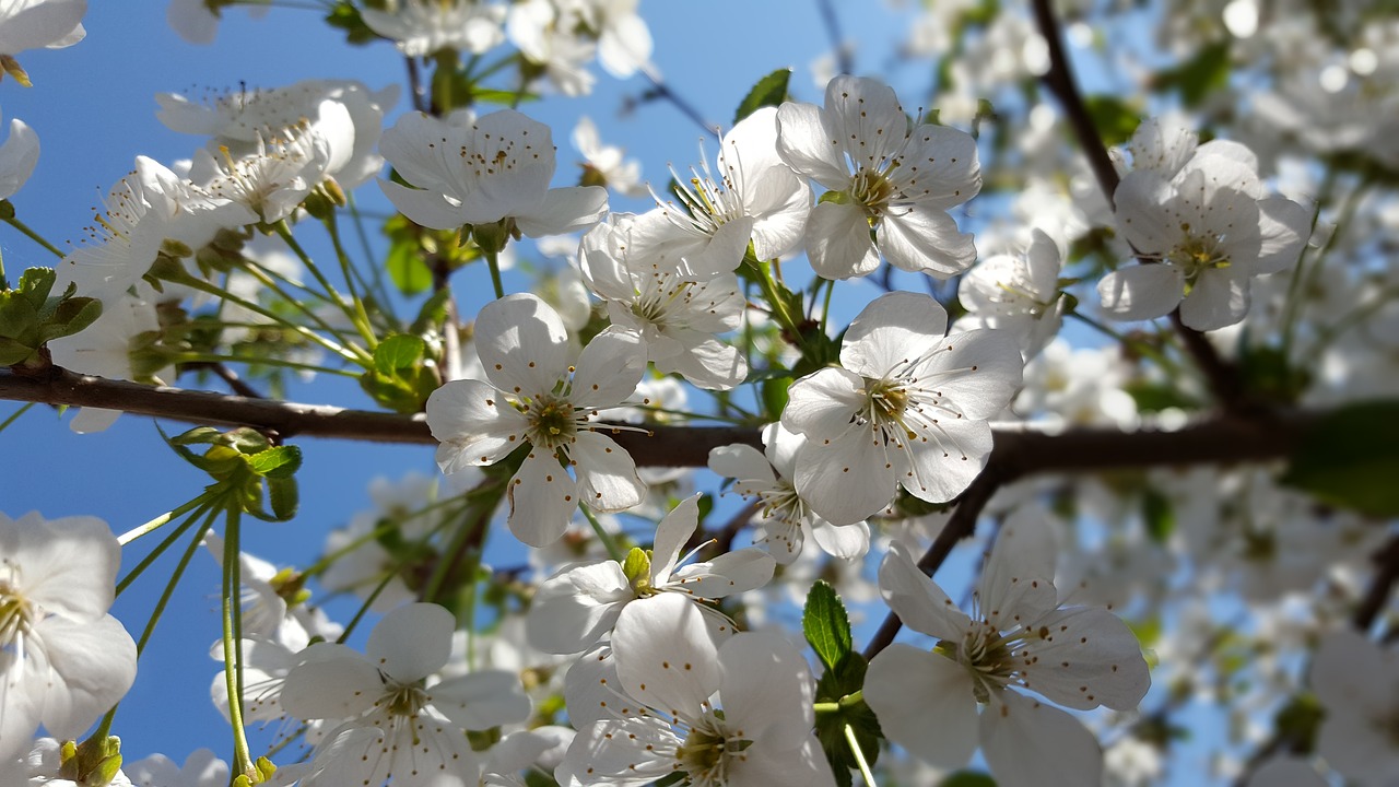 cherry tree cherry blossoms flowering tree free photo