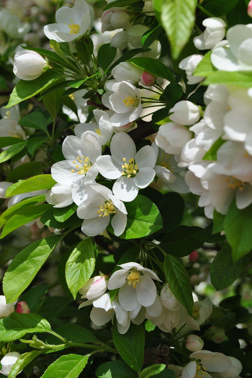 cherry tree cherry blossom flower free photo