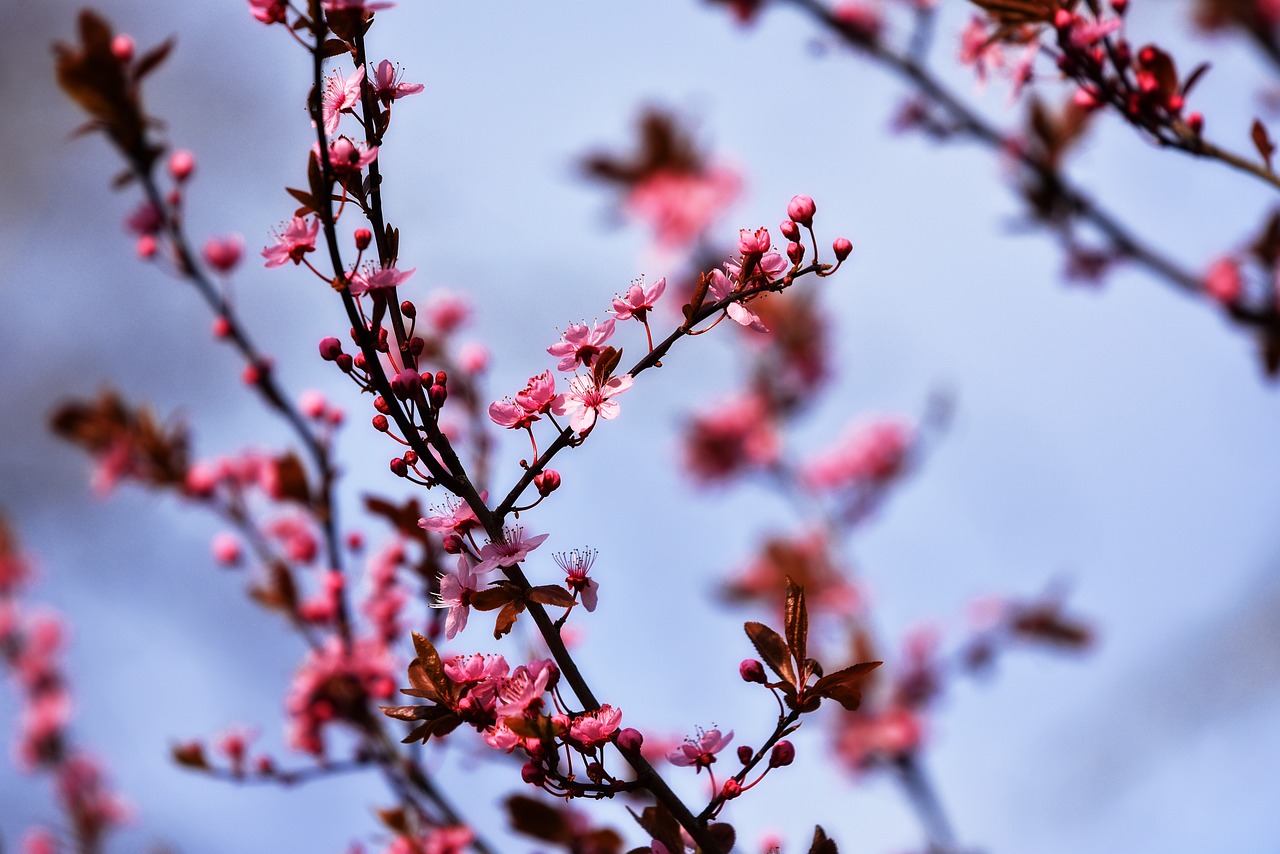 cherry tree cherry blossom flower free photo