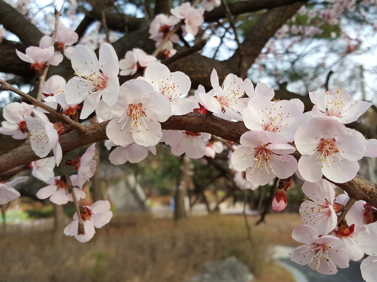 cherry tree spring free pictures free photo