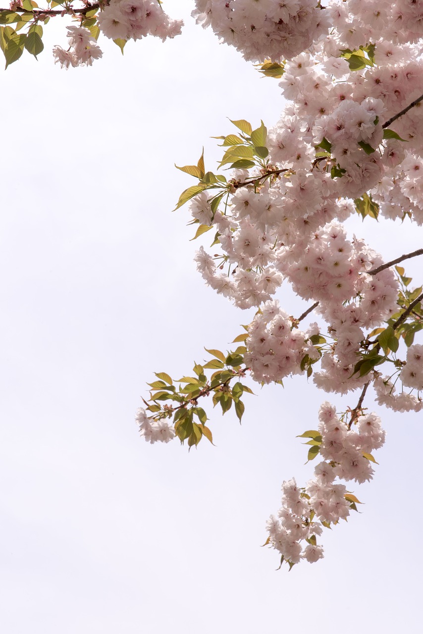 cherry tree quarter plants free photo