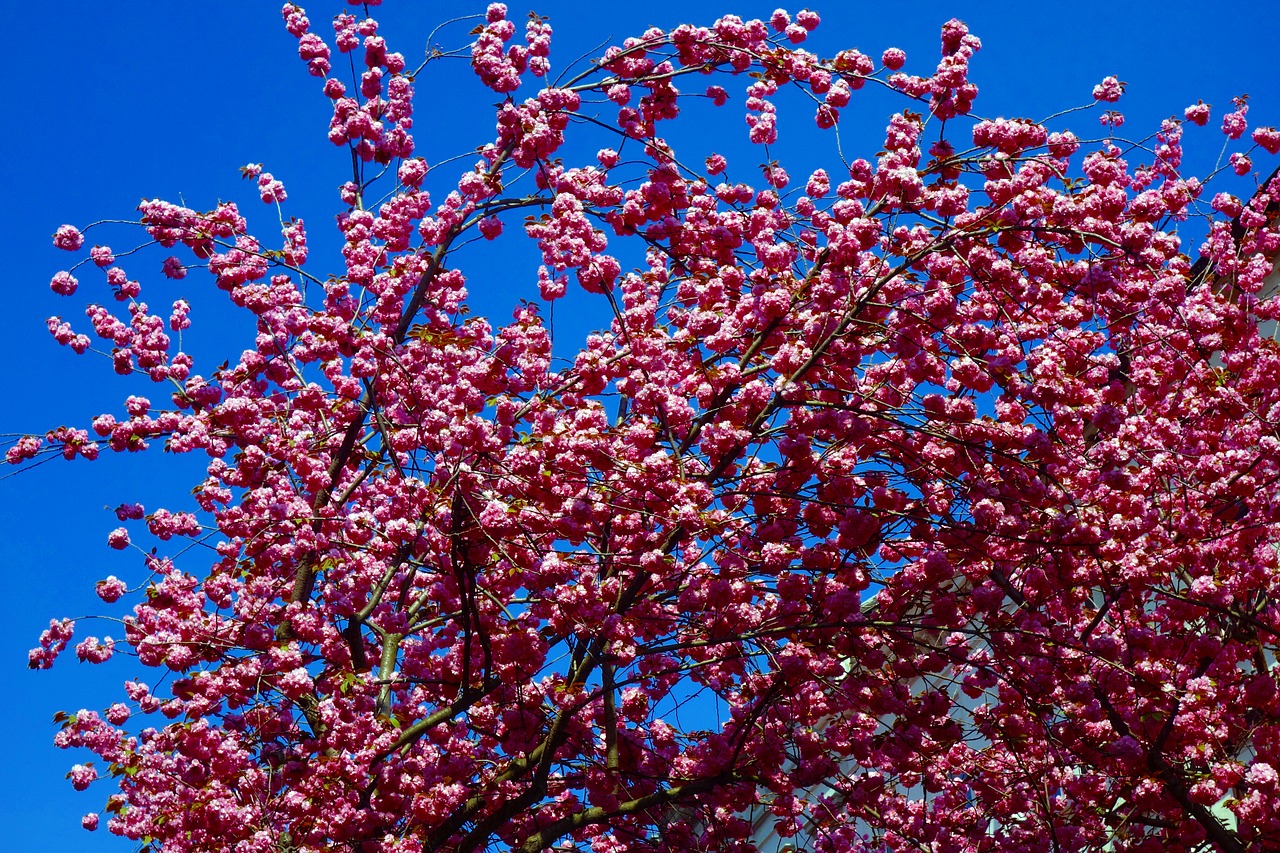 cherry tree  cherry blossom  nature free photo