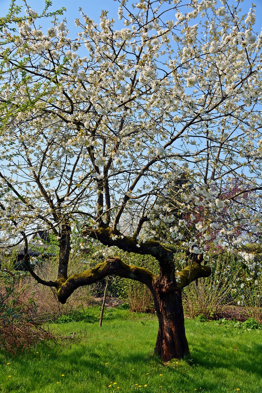 cherry tree  tree  season free photo