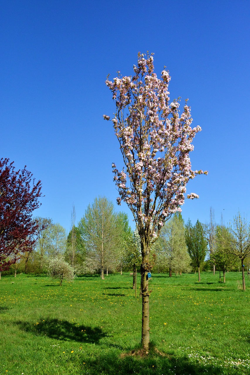 cherry tree  tree  blossom free photo