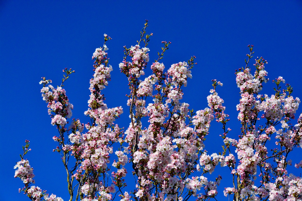 cherry tree  tree  blossom free photo