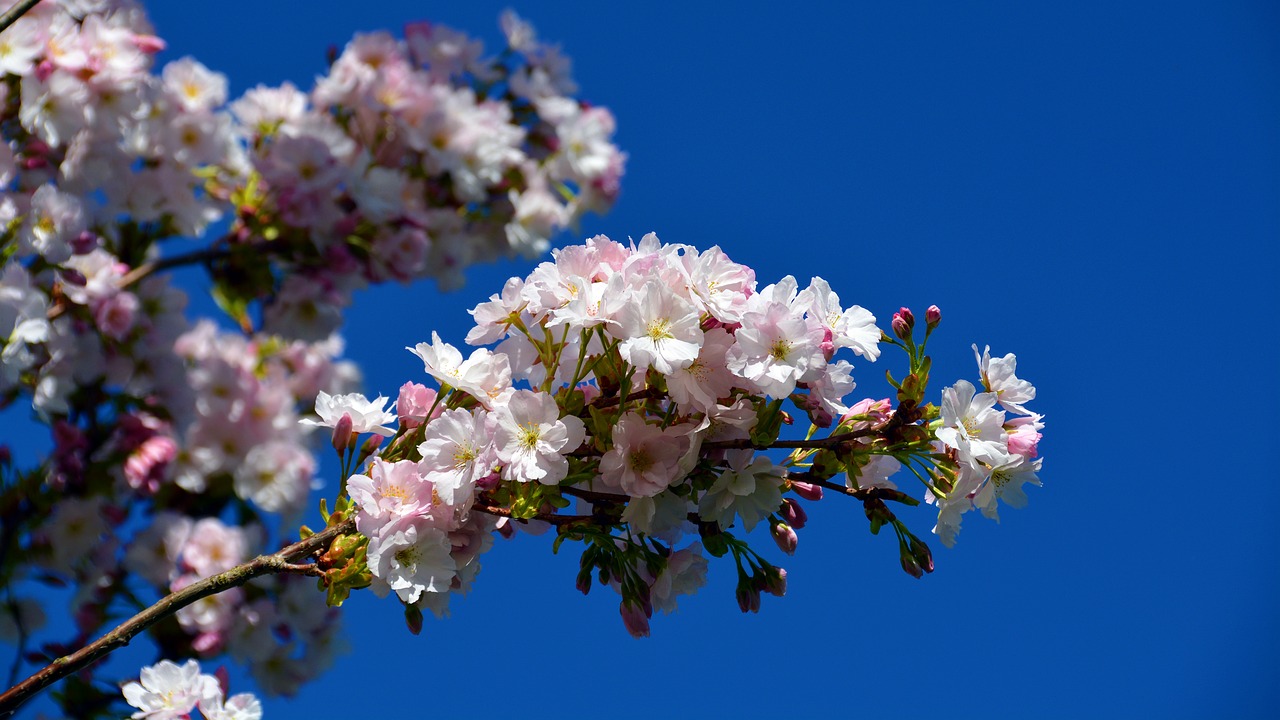 cherry tree  tree  blossom free photo