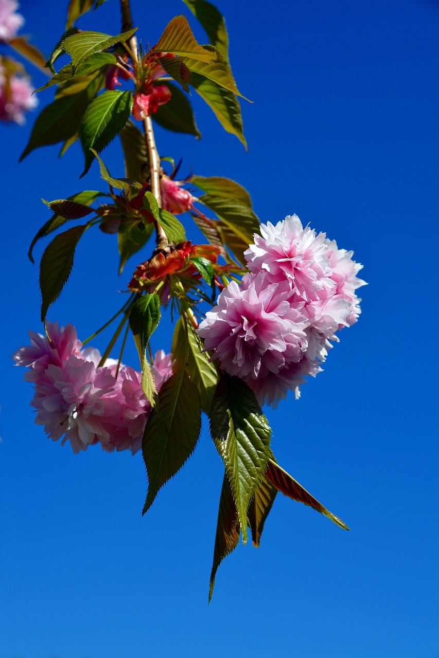 cherry tree  tree  blossom free photo