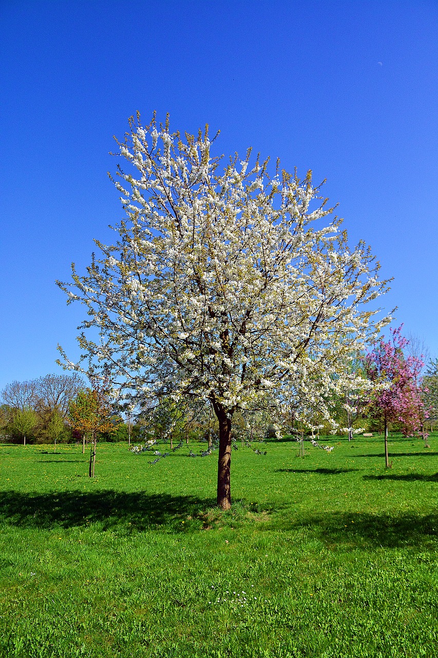 cherry tree  tree  nature free photo