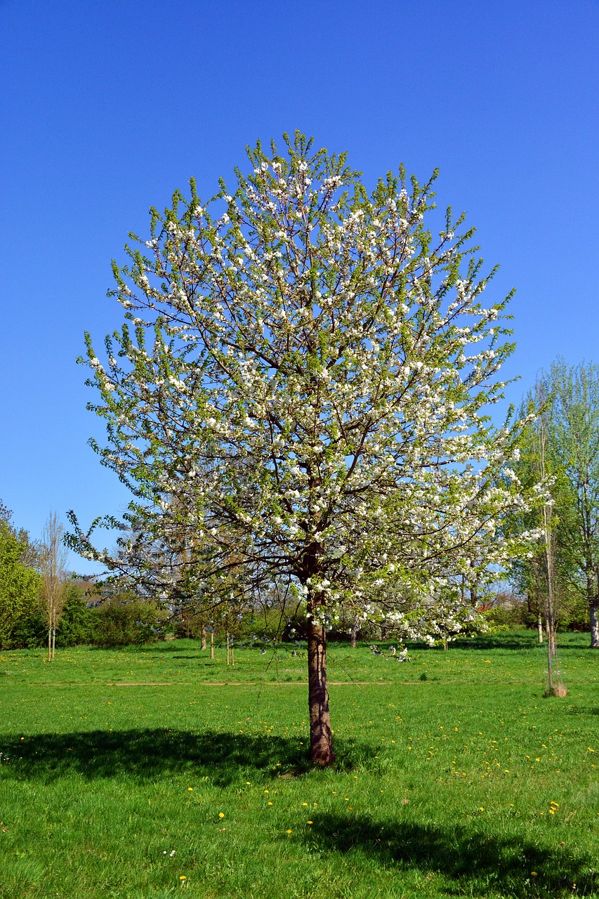 cherry tree  tree  nature free photo