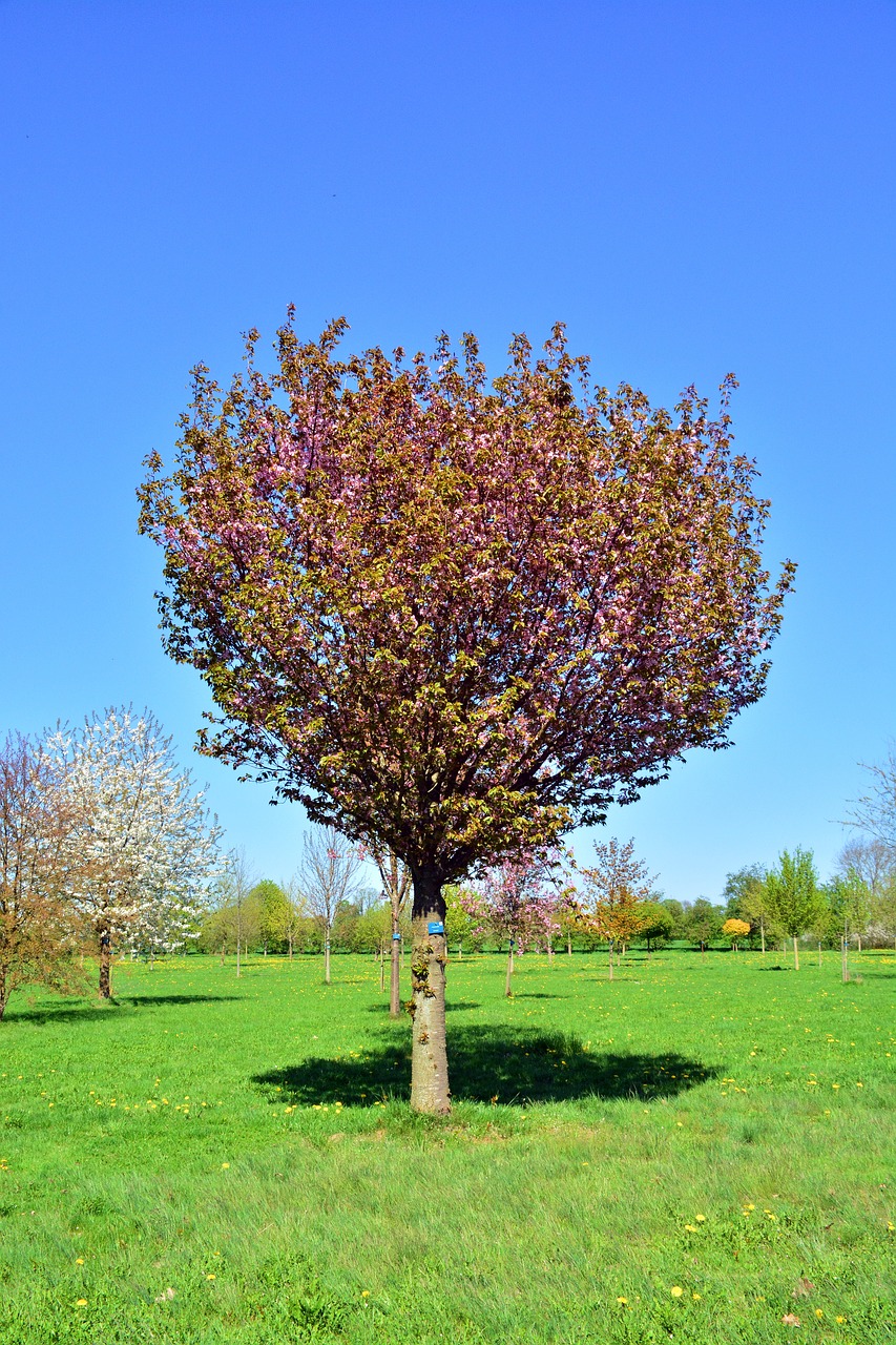 cherry tree  tree  nature free photo