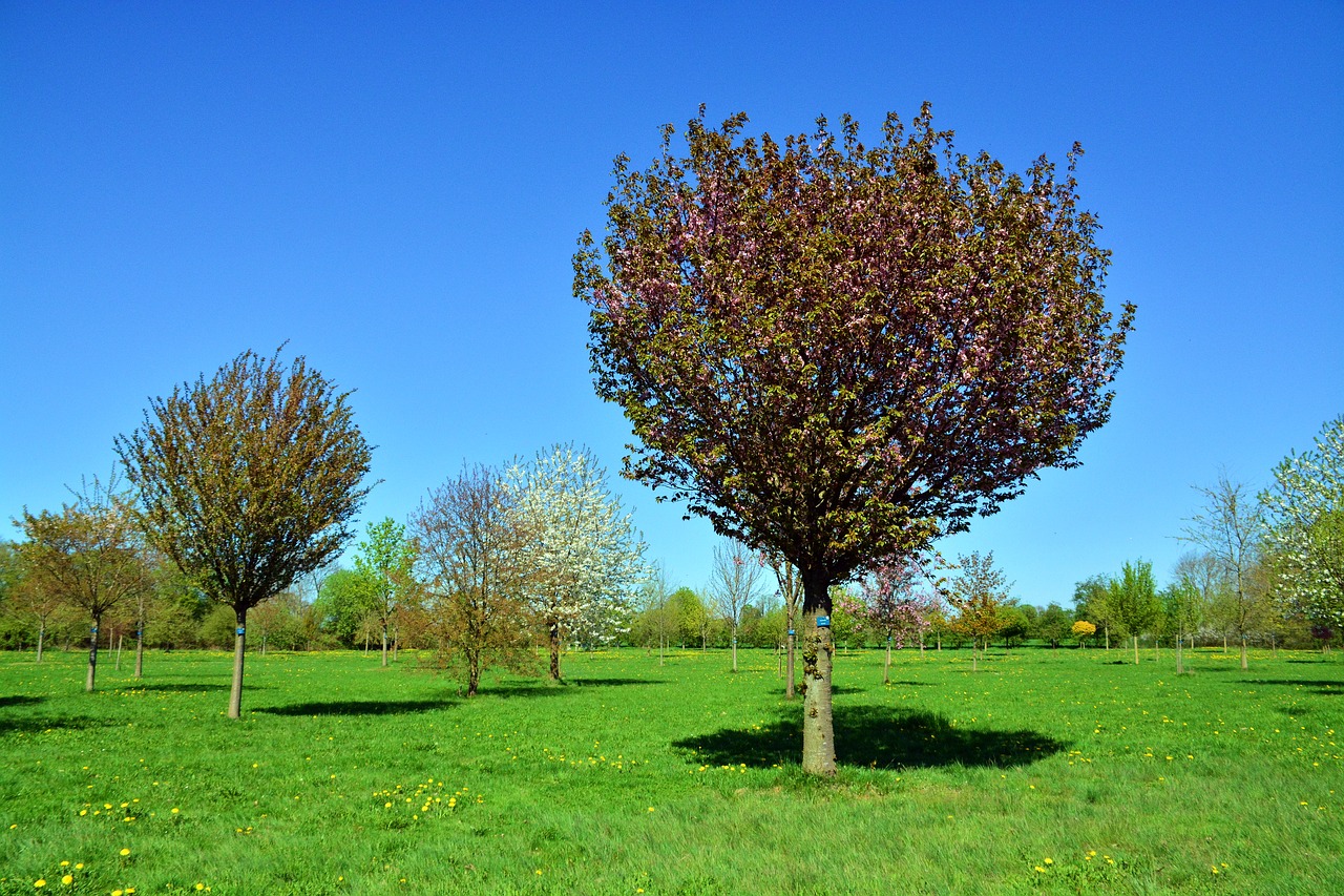 cherry tree  tree  nature free photo