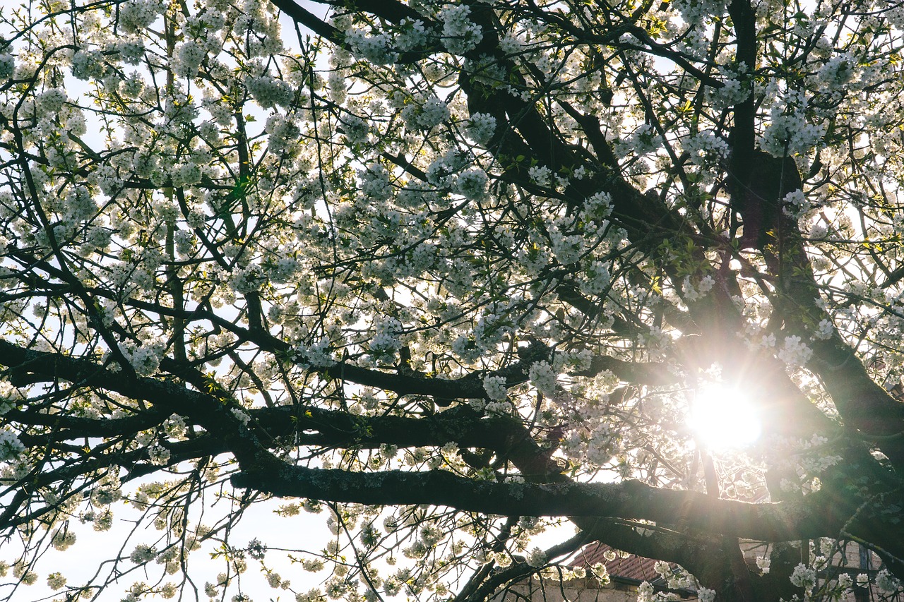cherry tree  nature  spring free photo