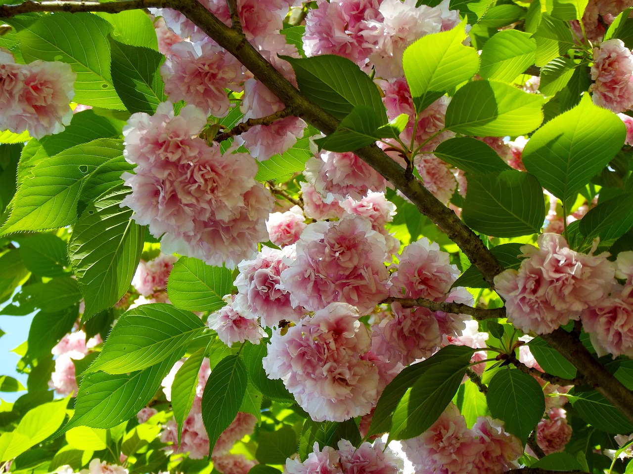 cherry tree blossoms flowers free photo