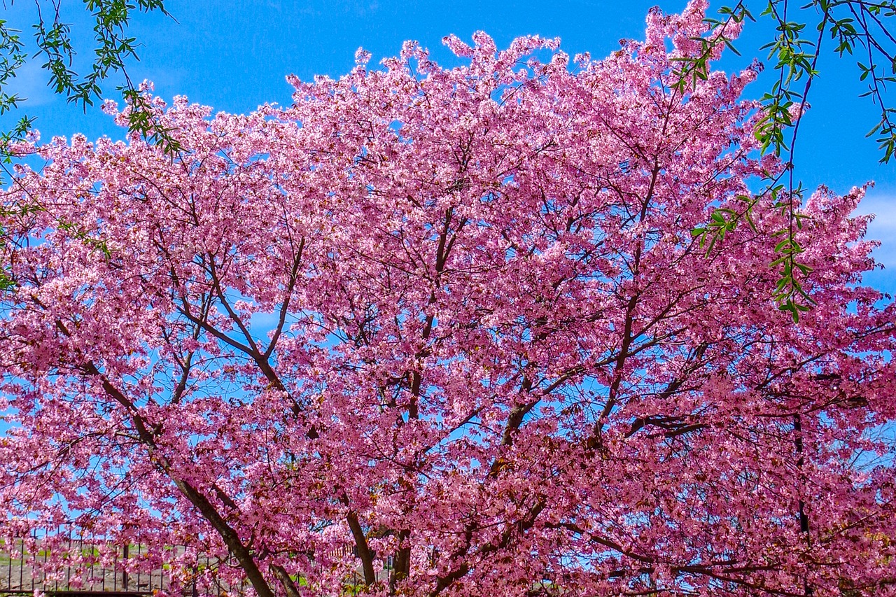 cherry tree  spring  bloom free photo