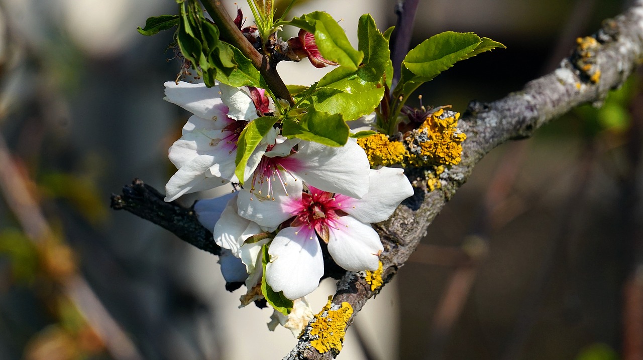 cherry tree  blossom  bloom free photo