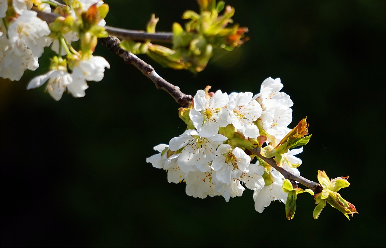 cherry tree  blossom  bloom free photo