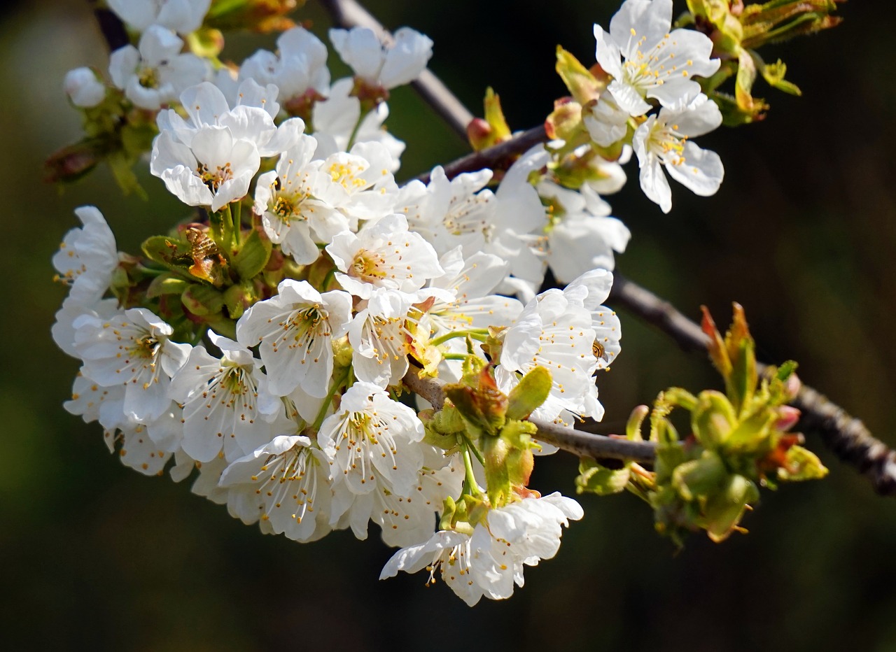 cherry tree  blossom  bloom free photo