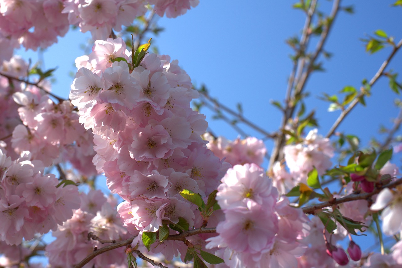 cherry tree  cherry blossom  spring free photo