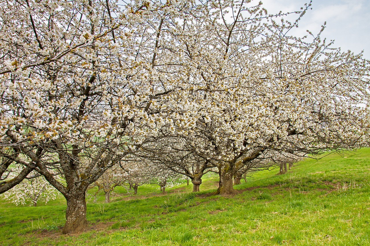 cherry tree  high-stem  cherry blossom free photo