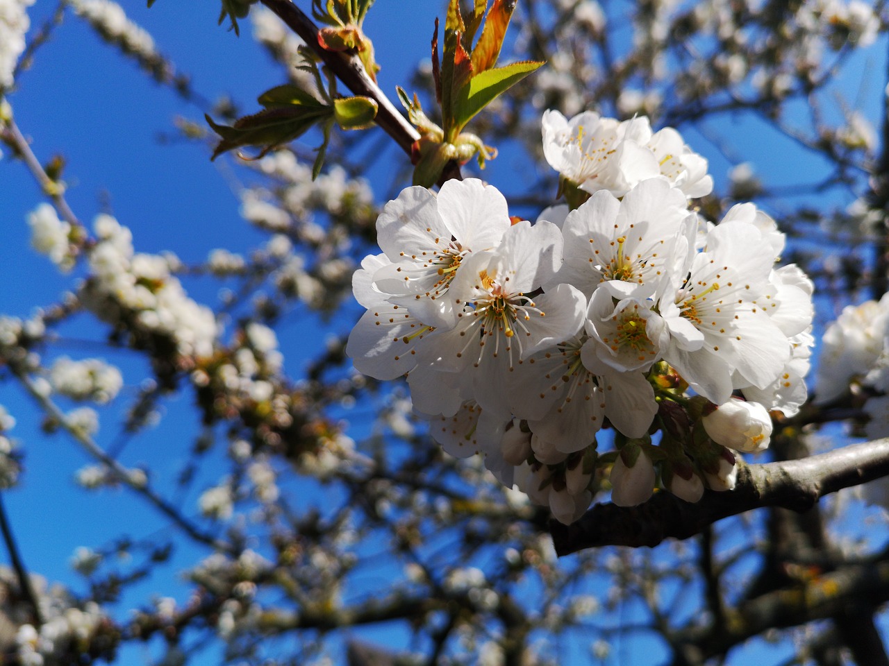 cherry tree  cherry blossom  spring free photo