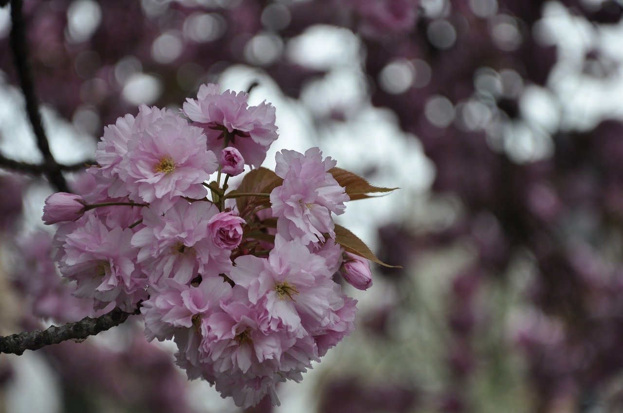 cherry tree  spring  blossom free photo