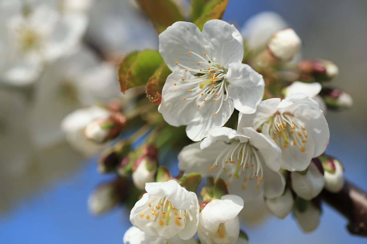 cherry tree  cherry blossom  cherry free photo