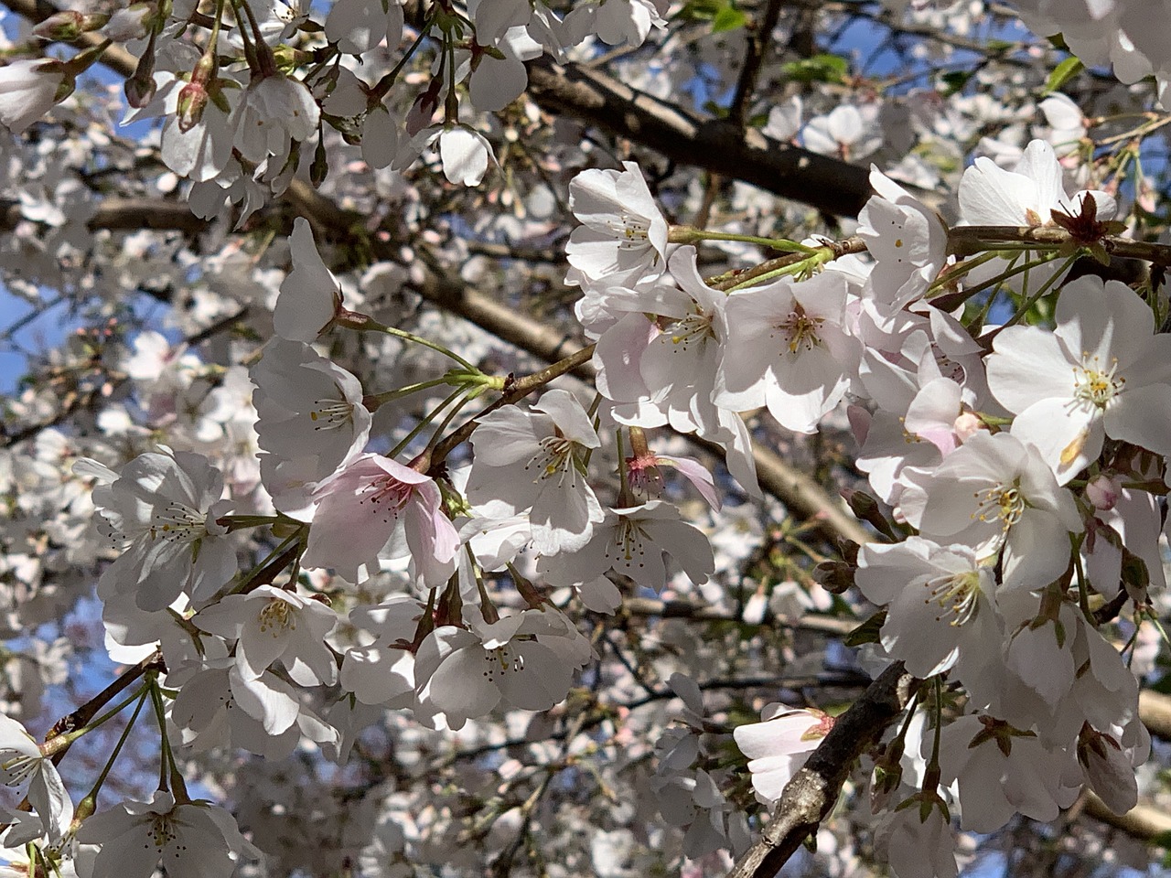 cherry tree  cherry blossoms  spring free photo