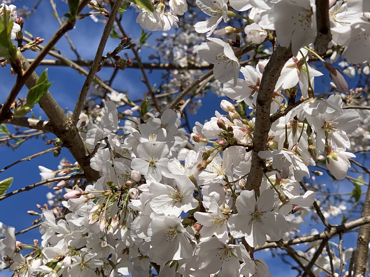 cherry tree  cherry blossoms  spring free photo