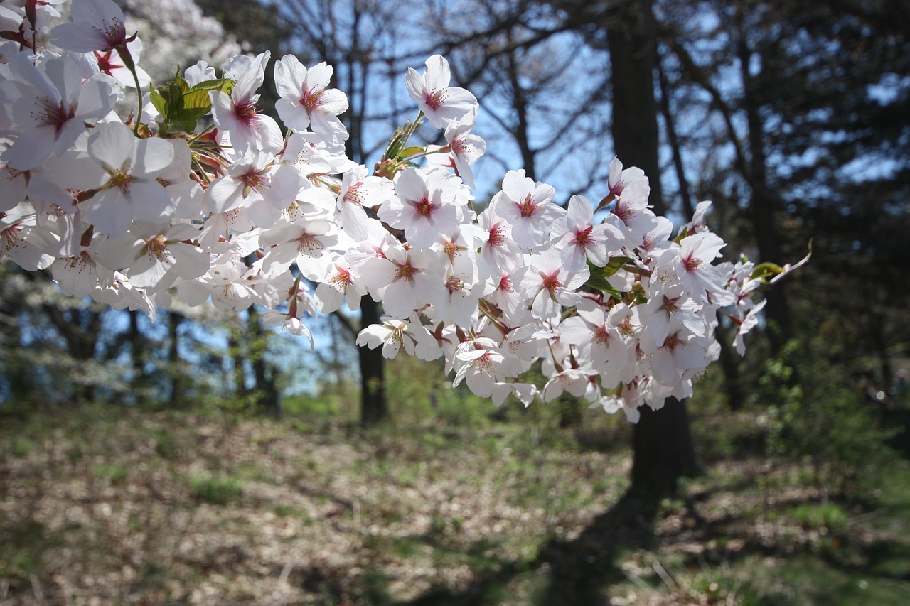 cherry tree cherry blossom branch free photo