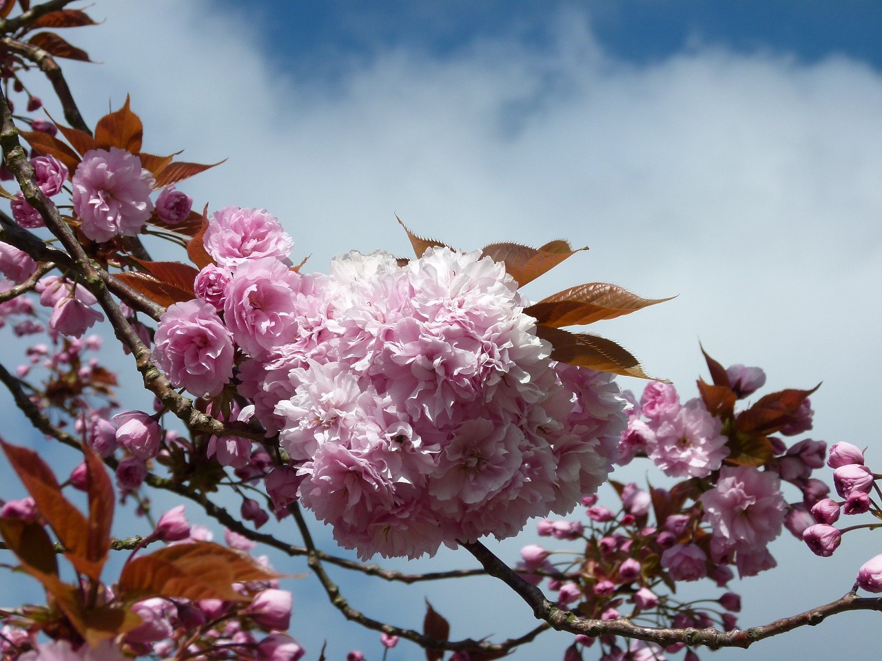 cherry tree blossom cherry free photo