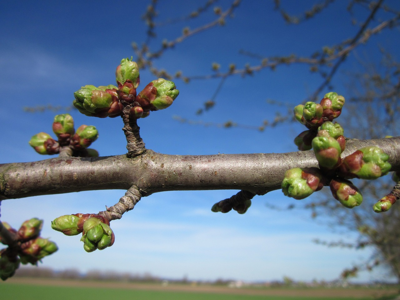 cherry tree buds prunus free photo