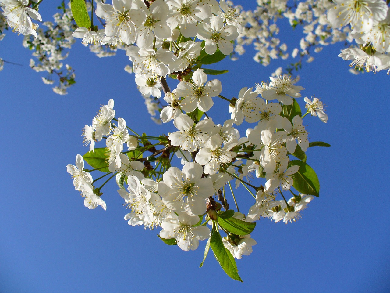 cherry tree blossom blossoms free photo