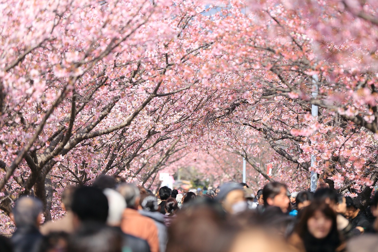 cherry tree blooming trees free photo