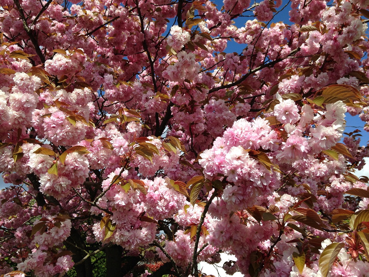 cherry tree flower pink free photo