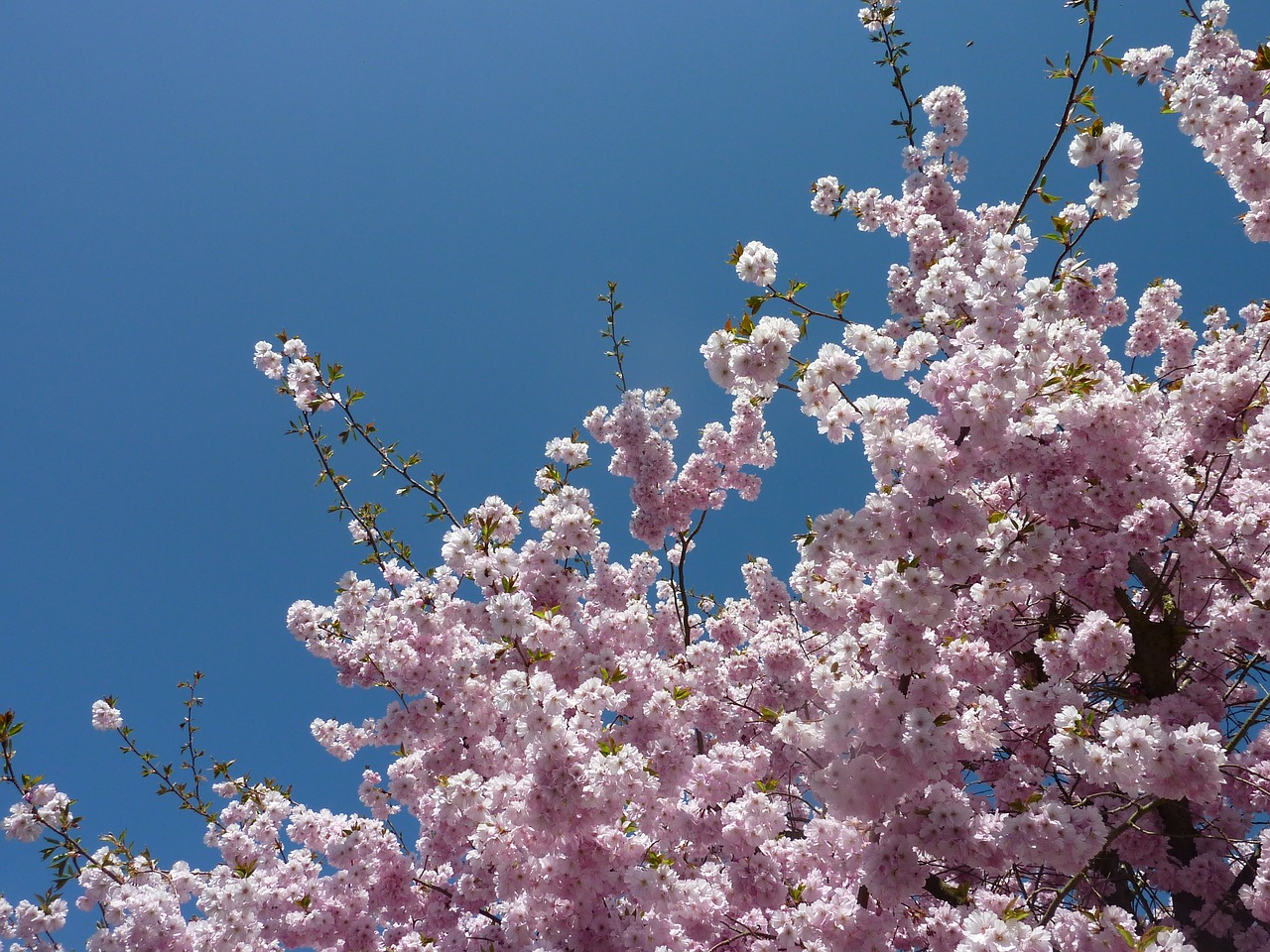 cherry tree blossom spring japanese cherry tree blooms free photo