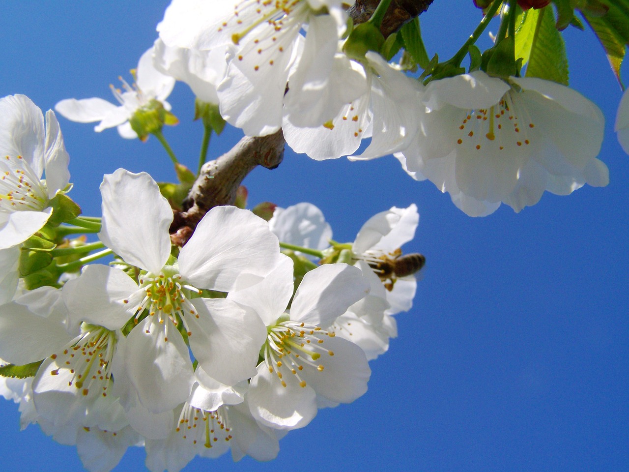 cherry tree flower white flower spring free photo