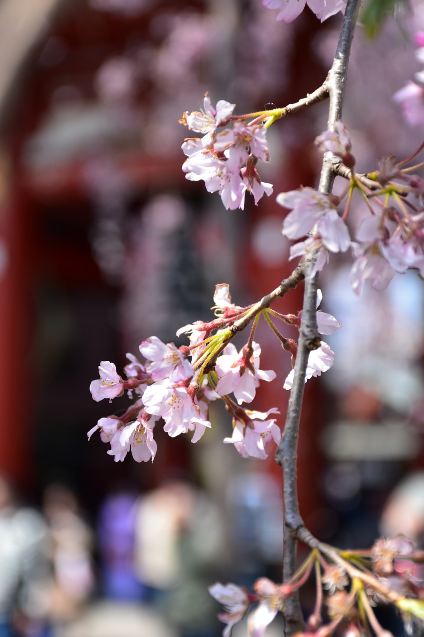 cherry tree flower japan tokiyo free photo