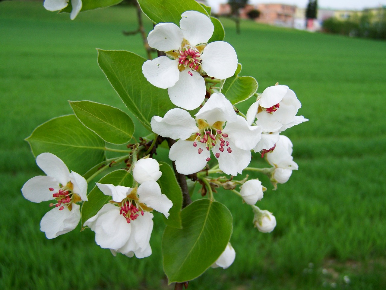 cherry tree flowering  spring  branch free photo