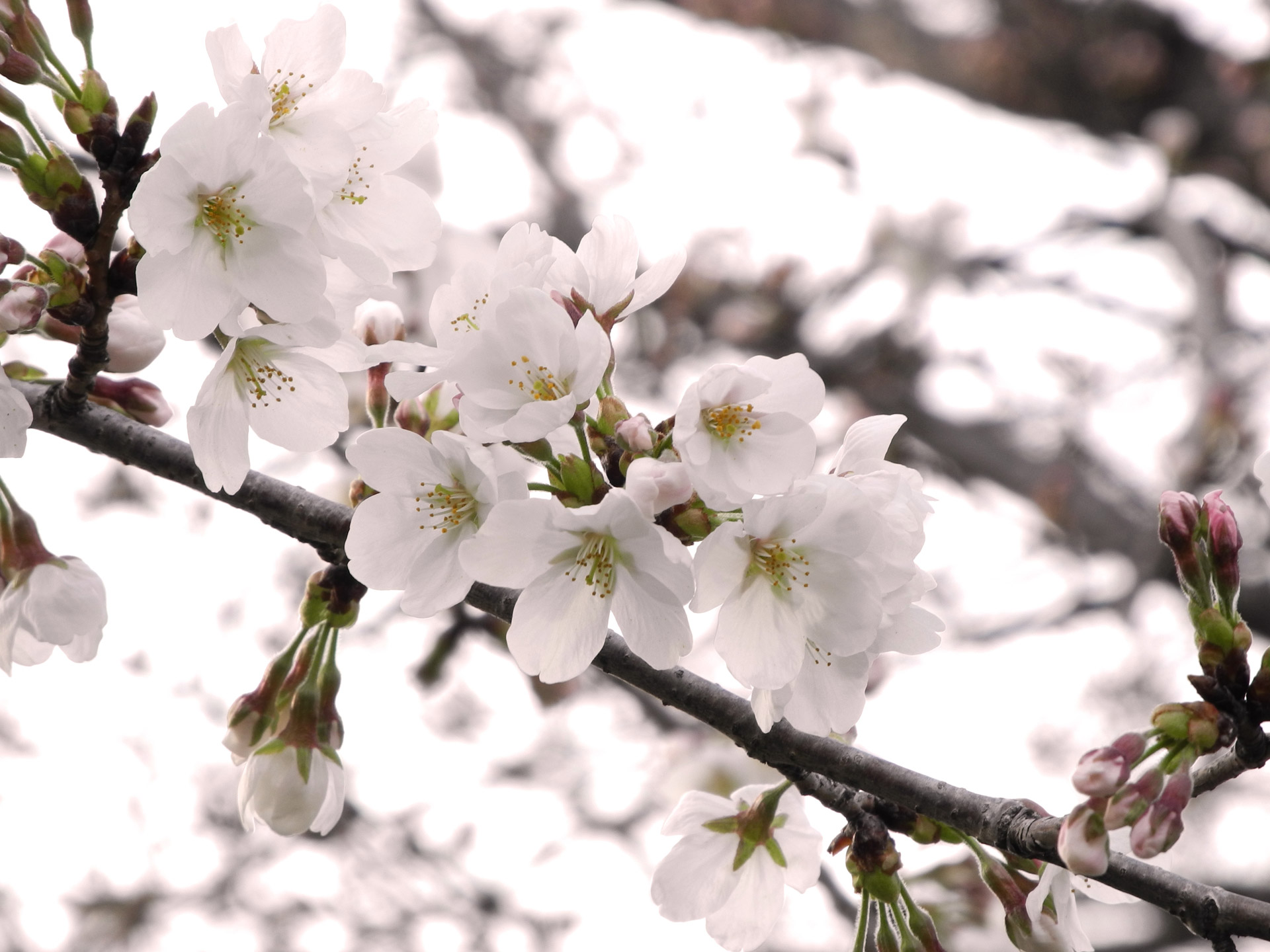 cherry tree flowers cherry tree free photo