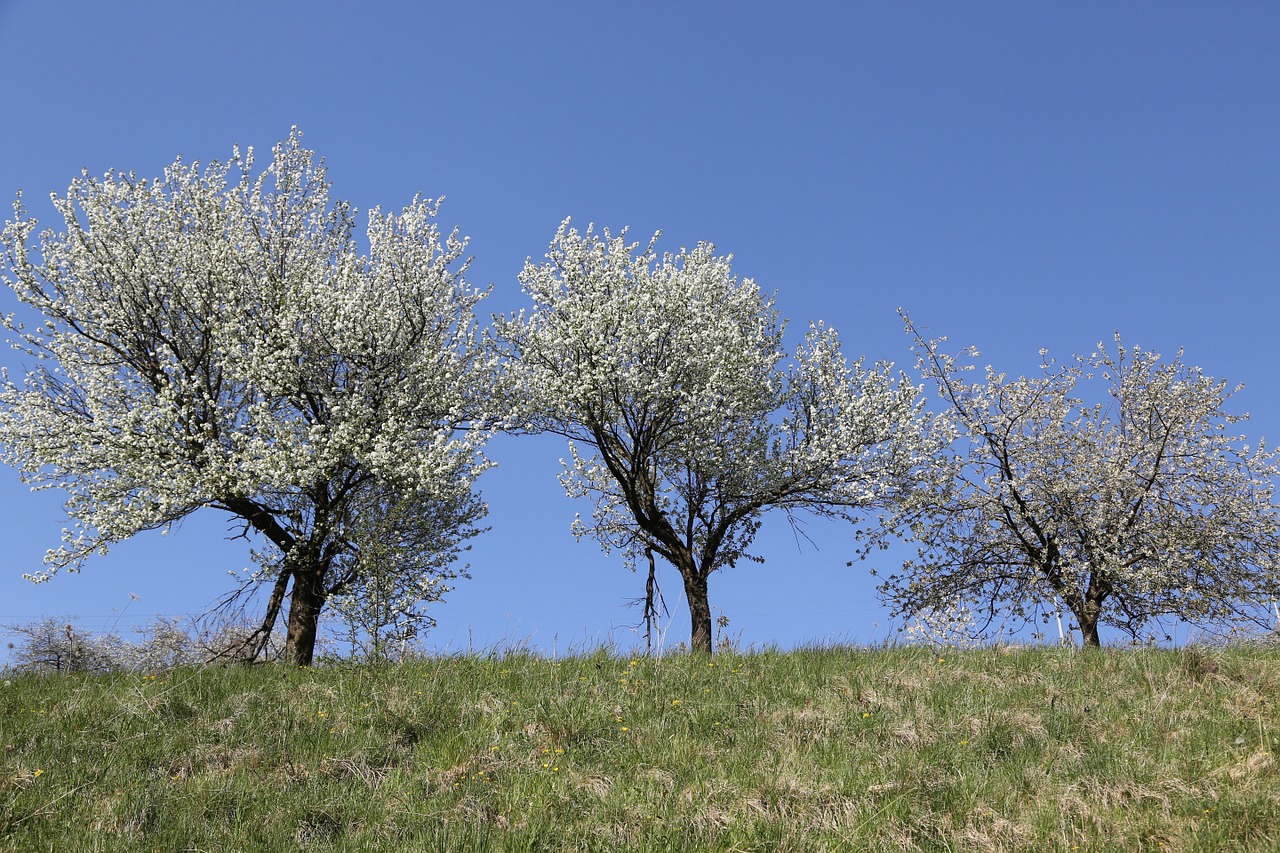 cherry trees spring flower free photo