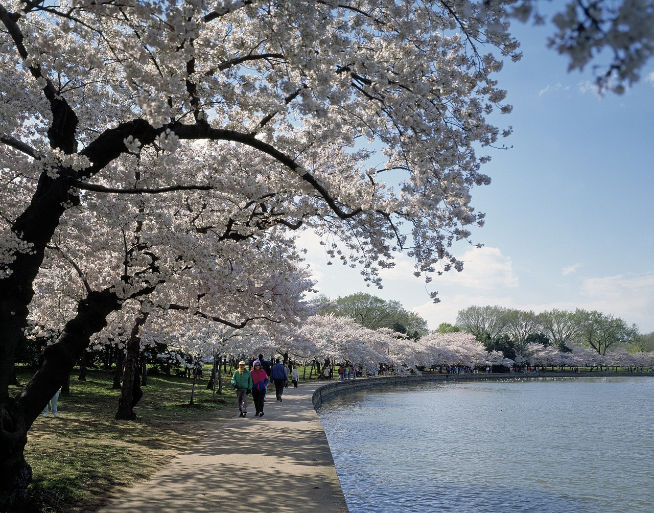 cherry trees blossoms spring free photo